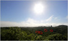 15 Tikal above the jungle canopy-silhouettes-show.JPG [194960 octets]